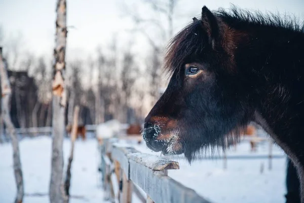 Primo Piano Animale Fattoria Che Passeggia Nella Campagna Innevata Della — Foto Stock