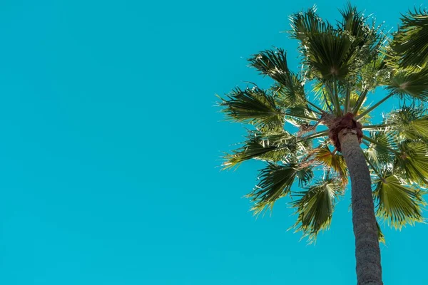Vista en ángulo bajo de palmeras bajo un cielo azul y la luz del sol durante el día — Foto de Stock