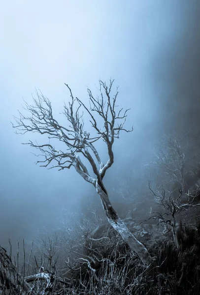 Vertikal Bild Ett Vackert Torkat Träd Mitt Död Skog Madeira — Stockfoto