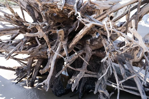 Closeup of tree branches on the beach under the sunlight with a blurry background — ストック写真