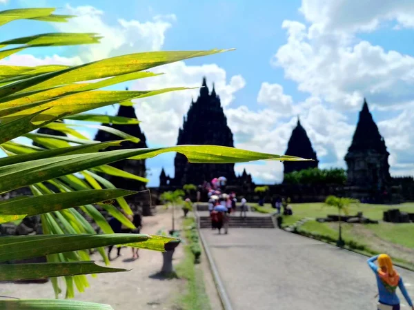 Zbliżenie Ujęcia Liści Egzotycznej Rośliny Zamazanej Świątyni Borobudur Indonezji — Zdjęcie stockowe
