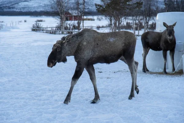 Alce Caminando Campo Nevado Norte Suecia —  Fotos de Stock