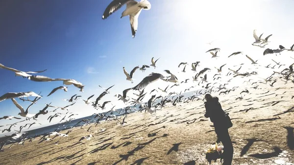 Faszinierende Landschaft einer Schar von Möwen am Brighton Beach, New York — Stockfoto