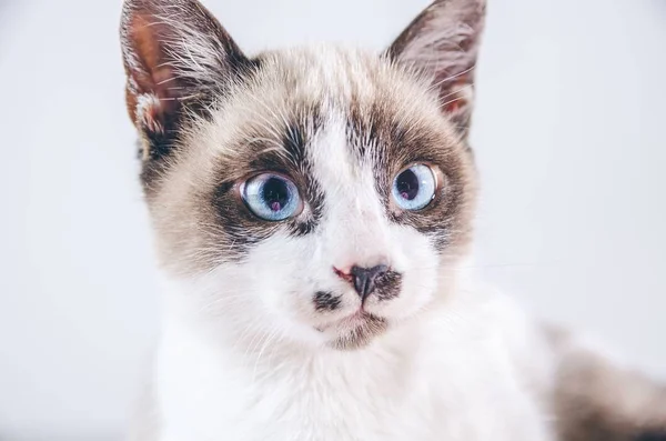 Primer plano de la cara marrón y blanca de un lindo gato de ojos azules —  Fotos de Stock