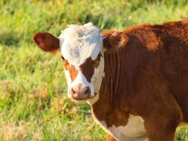 Vit Och Brun Kalv Ett Fält Omgivet Gräs Solljus Med — Stockfoto