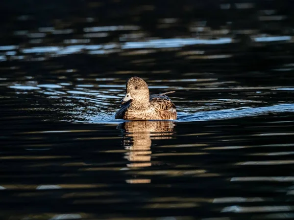 Hermoso Pato Nadando Lago Bosque Izumi Yamato Japón Capturado Temprano — Foto de Stock