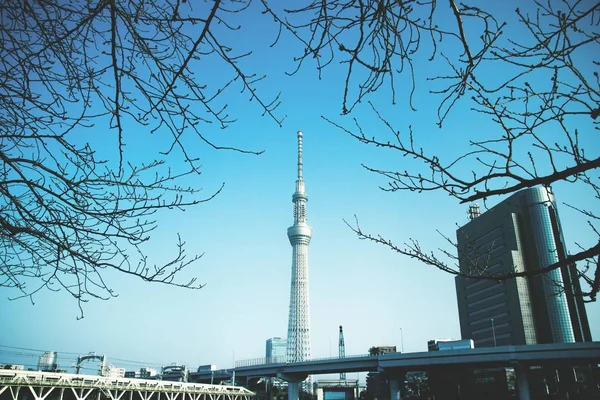 Χαμηλή γωνία λήψης του πάρκου Sumida κάτω από τον καθαρό ουρανό Τόκιο, Ιαπωνία — Φωτογραφία Αρχείου