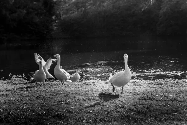 湖の周りで遊んで素敵なアヒル 秋の10月 — ストック写真