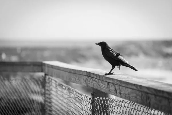Greyscale Shot Crow Perched Fence Blurred Background — Stok fotoğraf