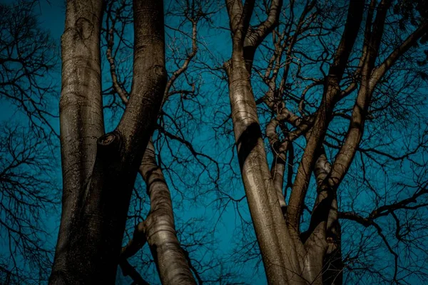 Tiro Ângulo Baixo Árvores Sem Folhas Sob Céu Azul Ótimo — Fotografia de Stock