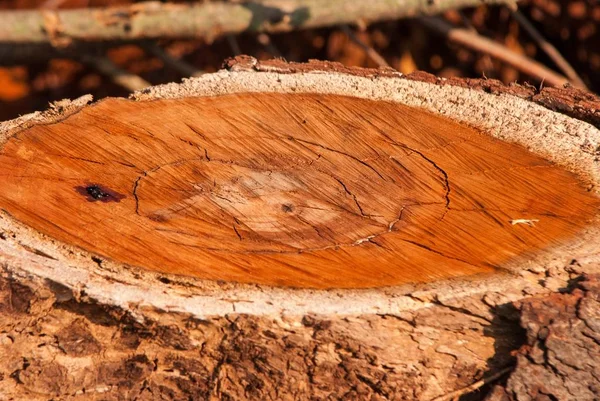 Tocón de árbol de madera roja — Foto de Stock