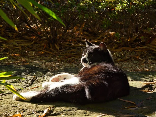 Gato preto deitado no chão cercado por arbustos sob a luz solar com um fundo embaçado — Fotografia de Stock