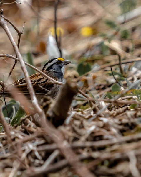 Mise Point Sélective Petit Oiseau Brun Sur Une Branche Arbre — Photo