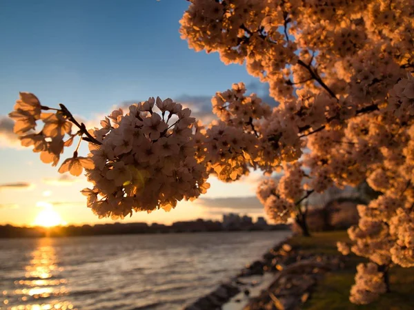 Δέντρο με λευκά λουλούδια με μια θάλασσα στο θολό φόντο που περιβάλλεται από πράσινο κάτω από το φως του ήλιου — Φωτογραφία Αρχείου