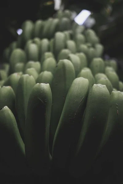 Vertikale selektive Fokusaufnahme einer grünen Pflanze mitten im Wald — Stockfoto