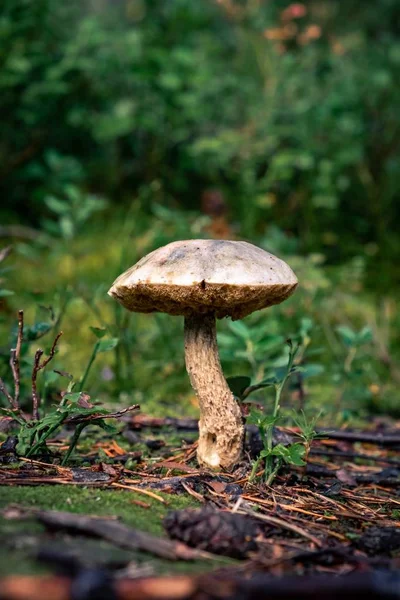 Closeup shot of a mushroom grown after the rain in the middle of a forest — ストック写真
