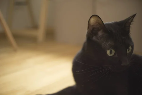 Primo piano colpo di fuoco selettivo di un gatto nero con occhi espressivi — Foto Stock