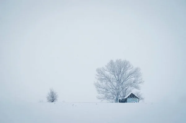 Маленькая хижина перед большим деревом, покрытым снегом в туманный зимний день — стоковое фото