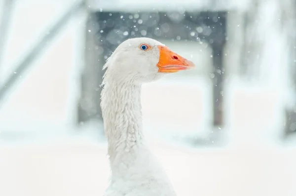 Gros Plan Tête Une Jolie Oie Avec Flocon Neige Flou — Photo