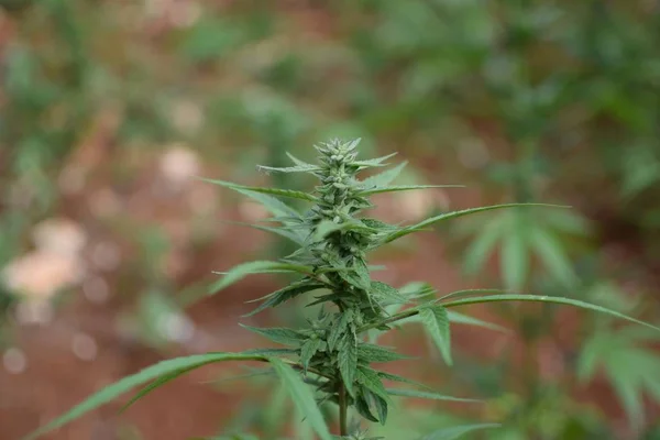 Closeup Selective Focus Shot Cannabis Plant Middle Field — Stock Photo, Image