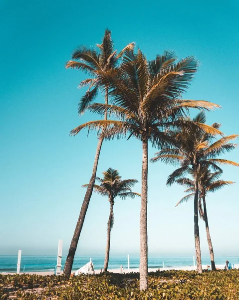 Foto verticale di palme nella spiaggia di Ipanema. Rio de Janeiro — Foto Stock