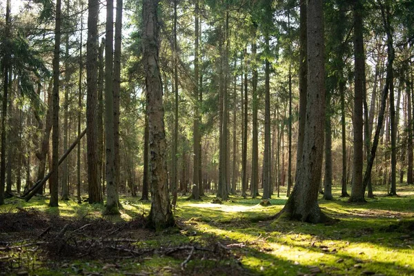 Gün Işığında Çimlerle Ağaçlarla Kaplı Bir Orman — Stok fotoğraf