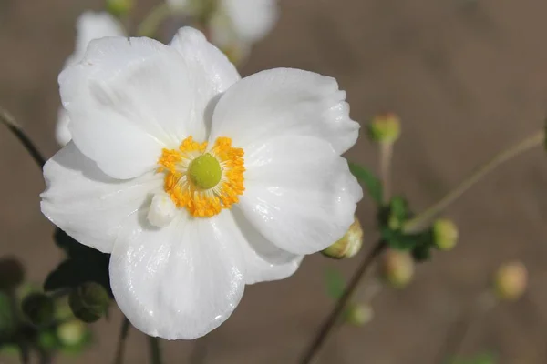 Enfoque Selectivo Una Hermosa Flor Anémona Blanca Medio Jardín —  Fotos de Stock