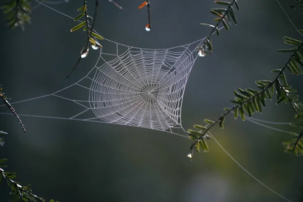 Gros Plan Sélectif Une Toile Araignée Milieu Forêt — Photo