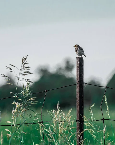 Pionowe Ujęcie Małego Brązowego Ptaszka Płocie — Zdjęcie stockowe