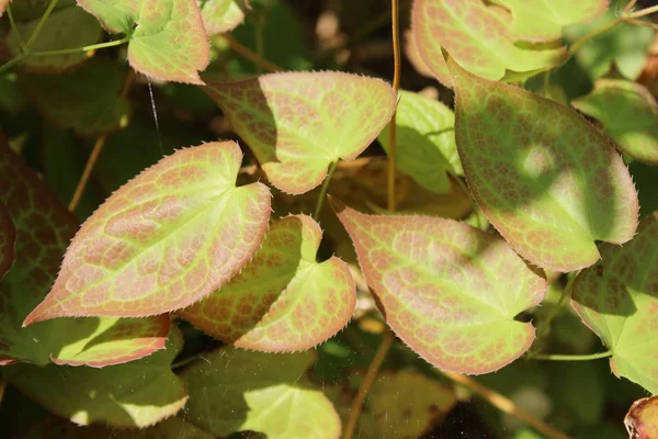 High Angle Shot Beautiful Epimedium Leaves Middle Garden — Stock Photo, Image