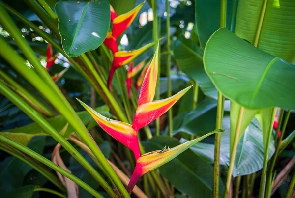 庭の真ん中にあるHeliconia開花植物のクローズアップ選択的焦点ショット — ストック写真