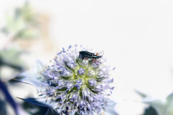 Eine Selektive Fokusaufnahme Eines Kleinen Käfers Der Auf Einer Pflanze — Stockfoto