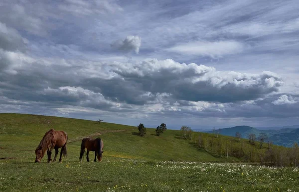 Вид стада, висящего посреди поля под облачным небом — стоковое фото