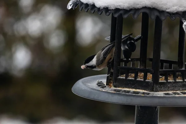 Grupo Hermosos Gorriones Sentados Una Casa Pájaros Metal Protegiéndose Nieve — Foto de Stock