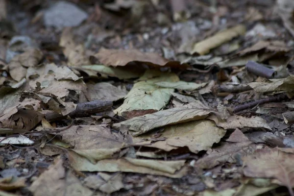 Piso de floresta escura coberto com folhas — Fotografia de Stock