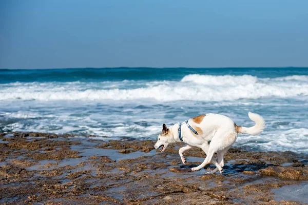 Cane Bianco Che Corre Attraverso Una Spiaggia Circondata Dal Mare — Foto Stock