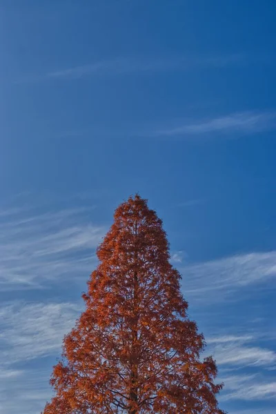 Tiro vertical de uma bela árvore vermelha sob o céu azul claro — Fotografia de Stock