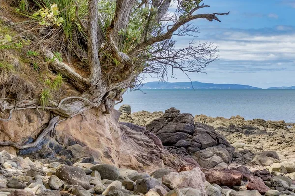 Hermoso paisaje de formaciones rocosas y plantas verdes en New Chums Beach en Nueva Zelanda —  Fotos de Stock