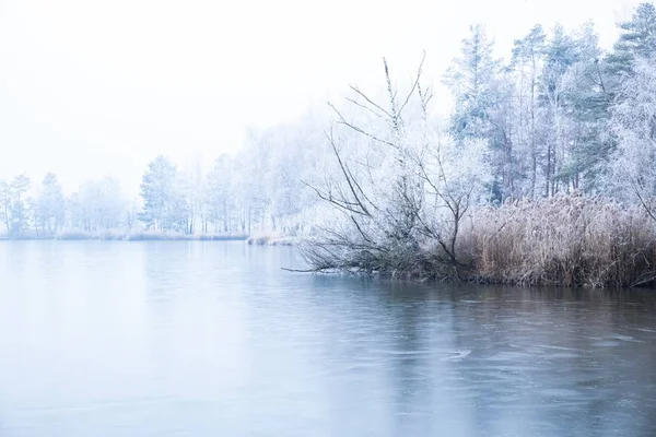 See mit dichtem Nebel in der Nähe des Waldes mit Bäumen und schneebedeckten Pflanzen — Stockfoto