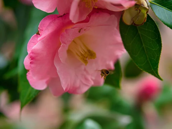 Rose Prairie rose avec une abeille près d'elle entourée de verdure avec un fond flou — Photo