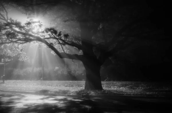Μυστηριώδες τοπίο ενός μοναδικού ανατριχιαστικού μεγάλου δέντρου σε εξωτερικούς χώρους με τις ακτίνες του ήλιου να λάμπουν μέσα από κλαδιά — Φωτογραφία Αρχείου