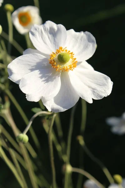 Tiro Foco Seletivo Vertical Uma Flor Anêmona Branca Jardim — Fotografia de Stock