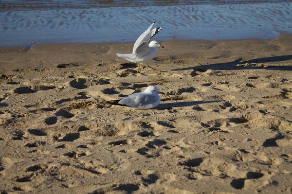 Uma Vista Duas Gaivotas Bonitos Uma Praia Sob Luz Sol — Fotografia de Stock