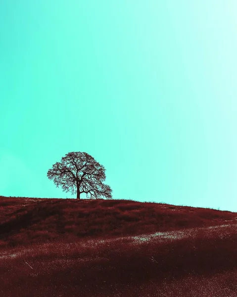 Κάθετη λήψη χαμηλής γωνίας ενός δέντρου σε ένα λόφο κάτω από έναν καταγάλανο ουρανό — Φωτογραφία Αρχείου