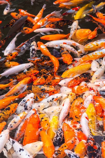 Tiro vertical de um monte de peixes koi coloridos na China — Fotografia de Stock