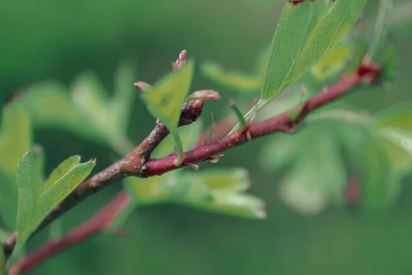 Selective Focus Shot Bud Branch Plant Green Blurred Background — Stock Photo, Image