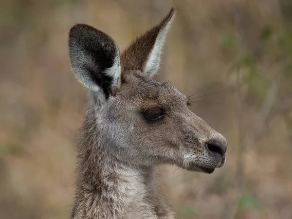 Bulanık Arkaplanı Olan Yeşilliklerle Çevrili Doğu Gri Bir Kangurunun Yan — Stok fotoğraf
