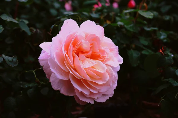 Gros Plan Une Rose Rose Jardin Avec Des Gouttes Eau — Photo