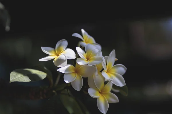 Μια Επιλεκτική Φωτογραφία Εστίασης Του Όμορφου Φυτού Plumeria Flwoering Στη — Φωτογραφία Αρχείου