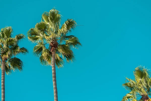 Vista de baixo ângulo de palmeiras sob um céu azul e luz solar durante o dia — Fotografia de Stock